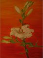 Lilien
